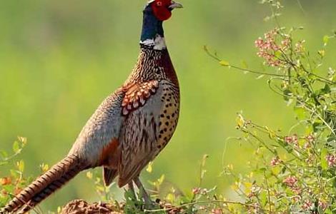 野鸡养殖密度控制