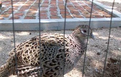 山鸡蛋孵化注意事项 山鸡蛋能孵小鸡吗