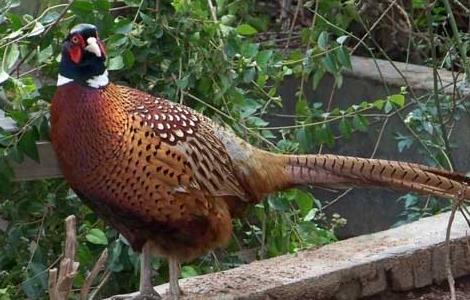 山鸡饲料中添加中草药的好处（山鸡饲料中添加中草药的好处和坏处）