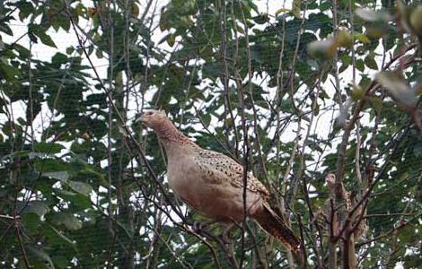 山鸡产蛋期的常见疾病防治 山鸡产蛋期的常见疾病防治方案
