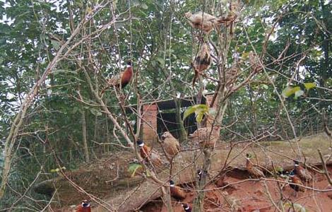 中草药在山鸡养殖中的应用 中草药在山鸡养殖中的应用研究