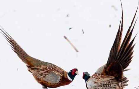 野鸡脱温温度要求 野鸡脱温技术