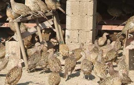山鸡商品鸡饲养管理技术(山鸡的饲养管理技术)