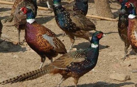 山鸡阶段性饲料参考配方 山鸡阶段性饲料参考配方图片