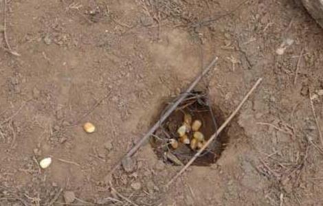 怎样套野鸡（怎样套野鸡排套结怎样做）