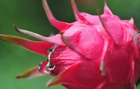 孕妇能吃火龙果吗（孕妇能吃火龙果吗?）