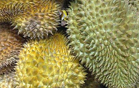 孕妇可以吃榴莲吗 孕妇可以吃榴莲吗晚期