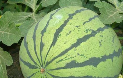 孕妇可以吃西瓜吗 孕妇可以吃西瓜吗初期