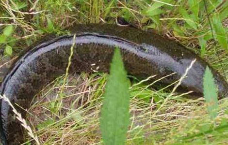 黑鱼的营养价值 黑鱼的营养价值高吗