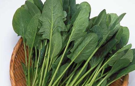 孕妇能吃菠菜吗?（孕妇能吃菠菜吗初期）