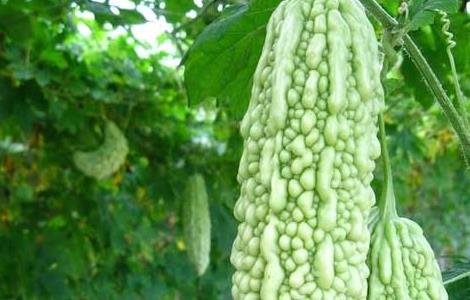 孕妇能吃苦瓜吗（孕妇能吃苦瓜吗孕晚期）