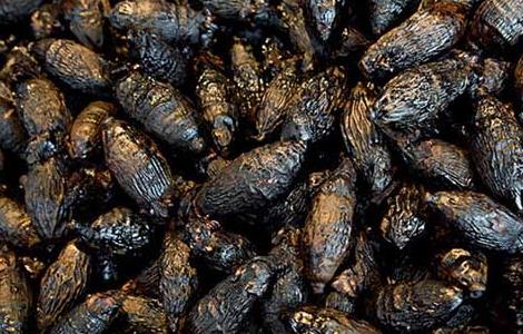 孕妇能吃槟榔吗(孕妇能吃槟榔吗?产妇能吃槟榔吗?婴幼儿能吃槟...)