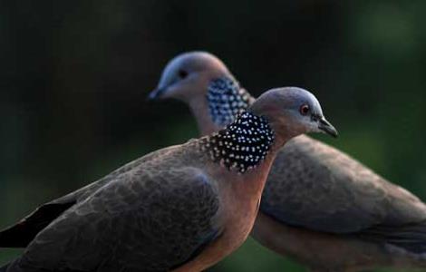 斑鸠的营养价值