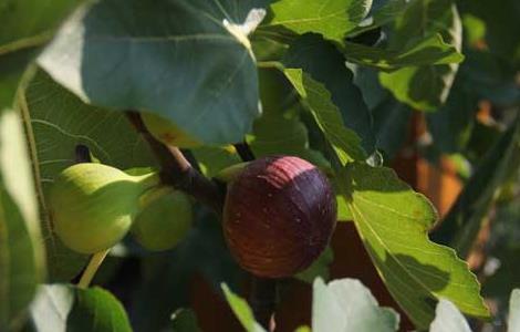 无花果的营养价值（无花果的营养价值高吗）