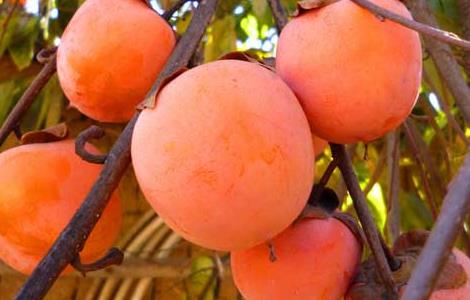 柿子不能和什么一起吃 柿子不能和什么一起吃 禁忌