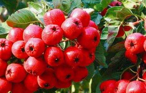 孕妇能吃山楂吗