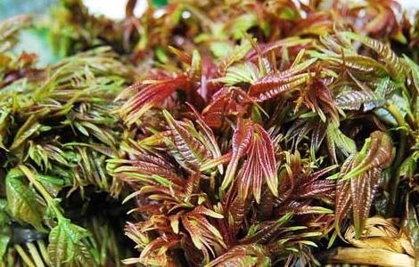 孕妇能吃香椿吗 孕妇能吃香椿吗 孕中期