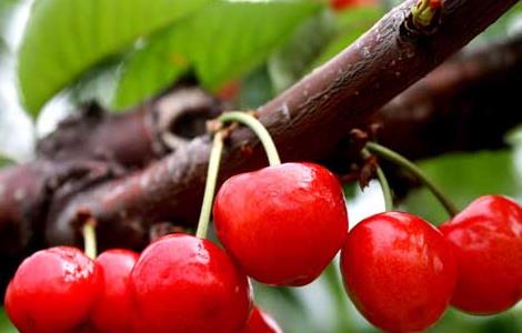孕妇能吃樱桃吗?(孕妇能吃樱桃吗?孕早期)