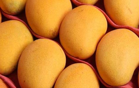 孕妇能吃芒果吗