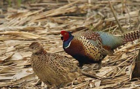 如何使野鸡开食