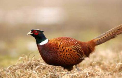 如何使野鸡开食