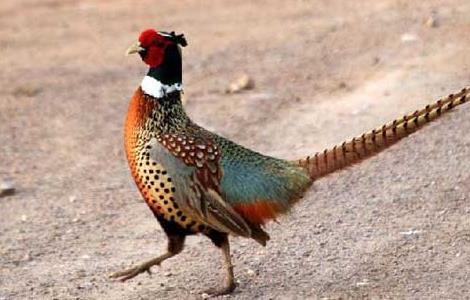 如何使野鸡开食