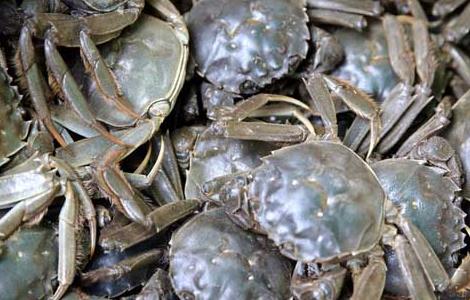 青蟹高效人工养殖技术 养殖青蟹的技术