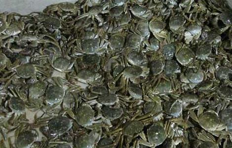 青蟹的生态习性 青蟹的生活环境