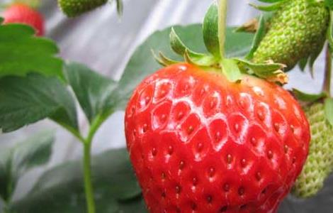 孕妇能吃草莓吗（孕妇能吃草莓吗晚期）
