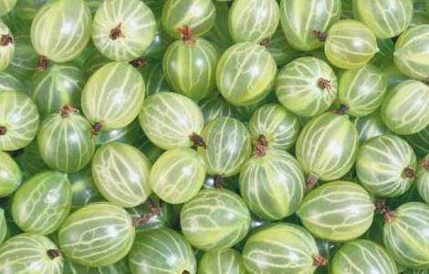 孕妇能吃灯笼果吗（孕妇能吃灯笼果吗晚期）