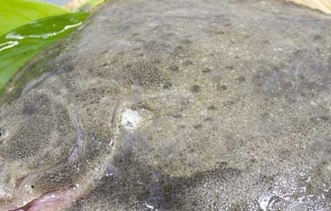 多宝鱼的营养价值 鲈鱼的营养价值及功效