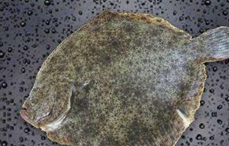 孕妇能吃多宝鱼吗 孕妇能吃多宝鱼吗中期