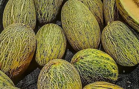 哈密瓜的营养价值（哈密瓜的营养价值及功效）