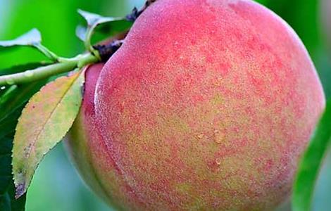 哪些人不适合吃桃子 那些人不宜吃桃子