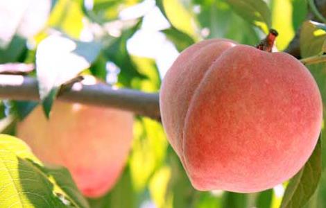 哪些人不适合吃桃子