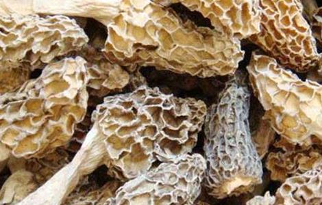 孕妇能吃羊肚菌吗 孕妇能吃羊肚菌吗中期