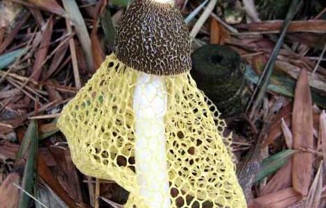 竹荪变黄还能吃吗 竹荪变黄还能吃吗图片