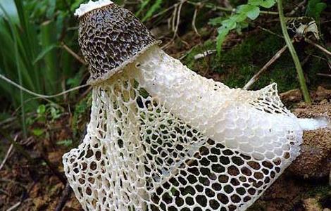 竹荪不能和什么一起吃（与竹荪相克的食物）