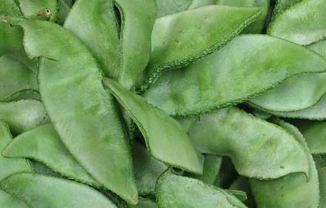 扁豆能生吃吗（扁豆生的能吃吗）