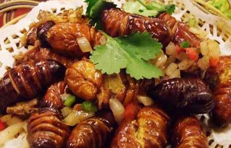 蝉蛹的营养价值 蝉蛹的营养价值和功效作用是什么