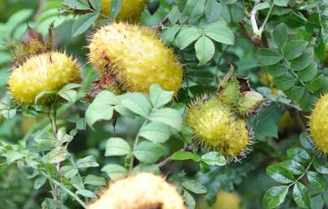 刺梨的营养价值