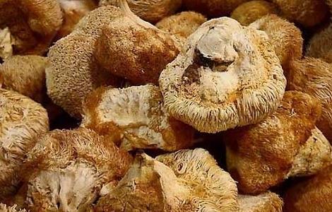 猴头菇的营养价值（猴头菇的营养价值有哪些）