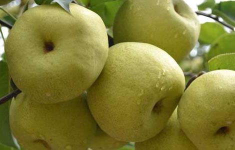 梨的营养价值 梨的营养价值及功效与作用和禁忌
