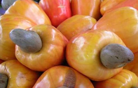 腰果的功效与作用 腰果的功效与作用及禁忌