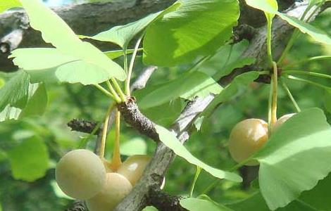 银杏果的功效与作用（银杏果的功效与作用及食用方法用量及禁忌）