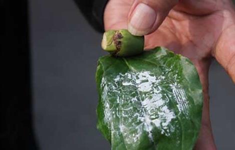 嚼食槟榔的危害有哪些 嚼食槟榔的危害有哪些症状