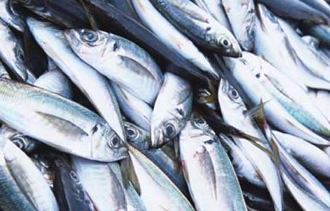 孕妇可以吃鲅鱼吗 孕妇可以吃鲅鱼么