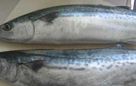 鲅鱼不能和什么一起吃（鲅鱼可以和猪肉一起吃吗）