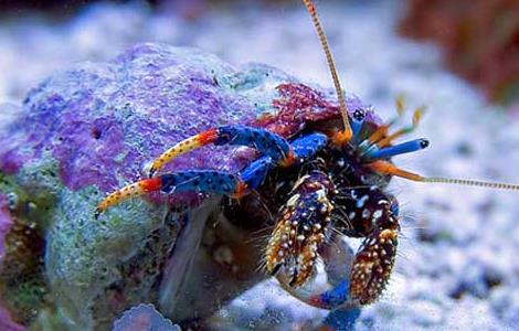 寄居蟹能活多久 寄居蟹能活多久?