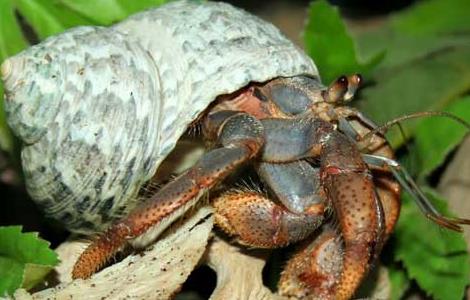 寄居蟹的营养价值 寄居蟹有什么营养价值